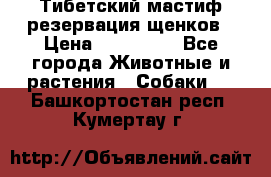 Тибетский мастиф резервация щенков › Цена ­ 100 000 - Все города Животные и растения » Собаки   . Башкортостан респ.,Кумертау г.